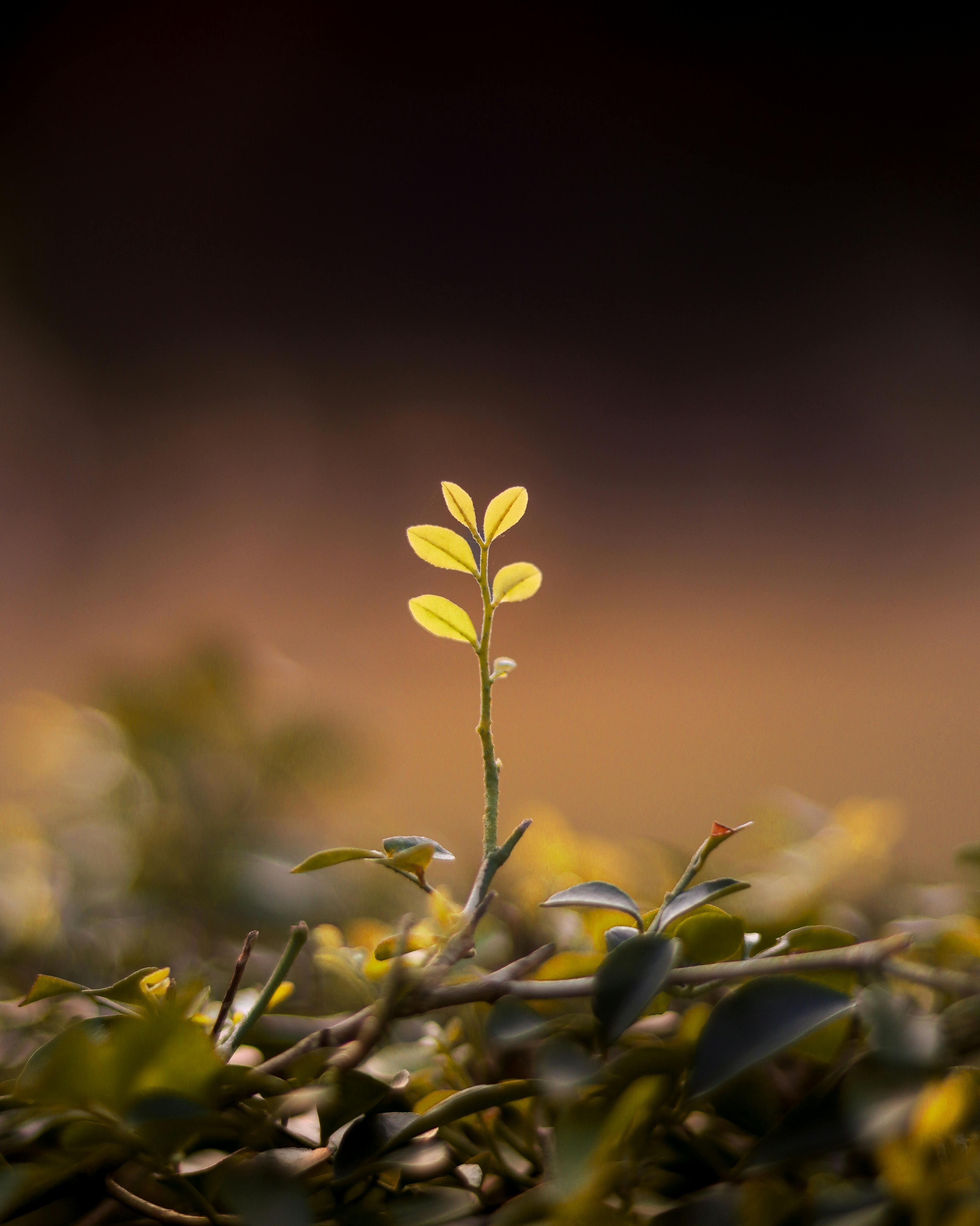 A young plant shoot emerging from the soil
